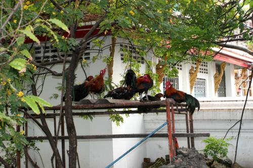 hmmm potential bird flu!