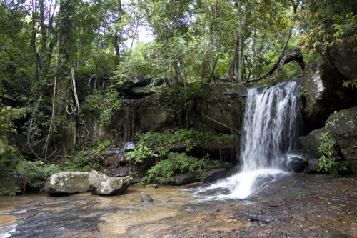 beautiful jungle