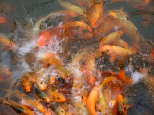 feeding frenzy!