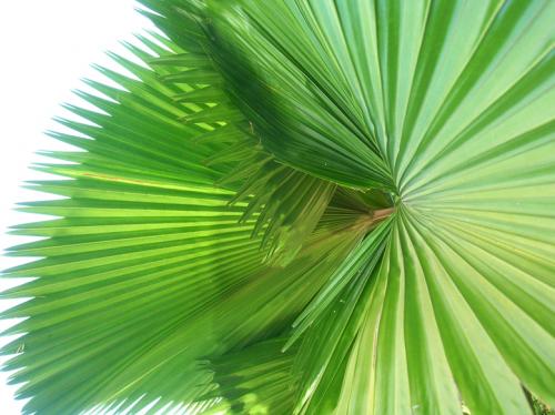wicked plant