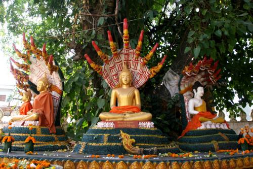 circle of Buddhas