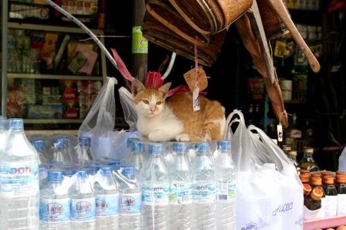 water kittie