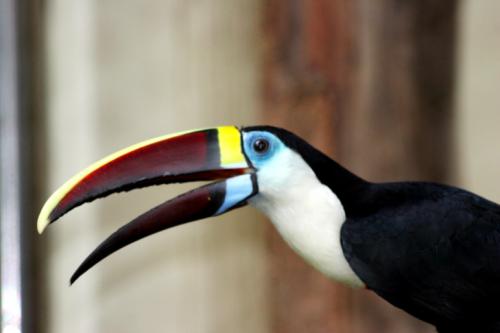 bird 3