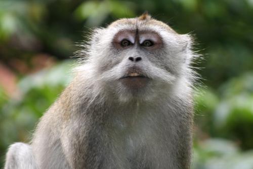 cheeky monkey