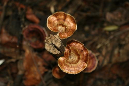 jungle fungus