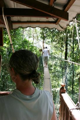 start of canopy walkway