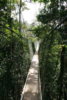 canopy walkway