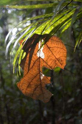 huge leaf