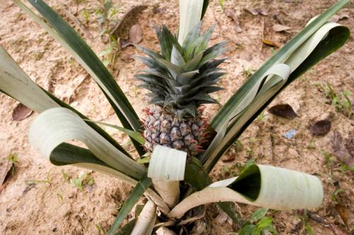 pineapple plant
