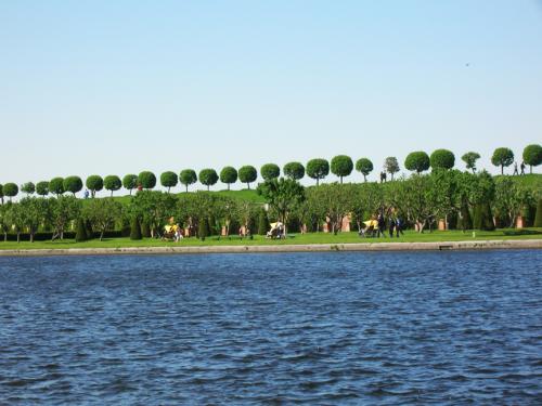 very mad trees