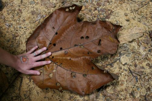 biggest leaf in the world!!