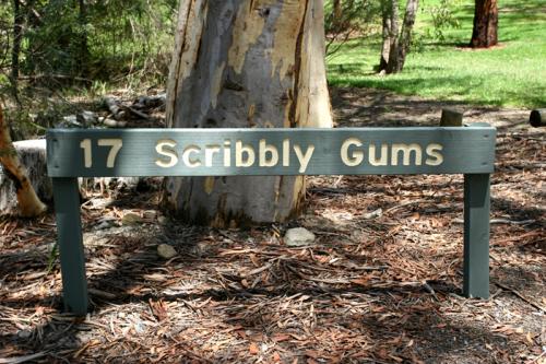scribbly gums