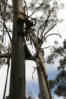 big eucalyptus trees