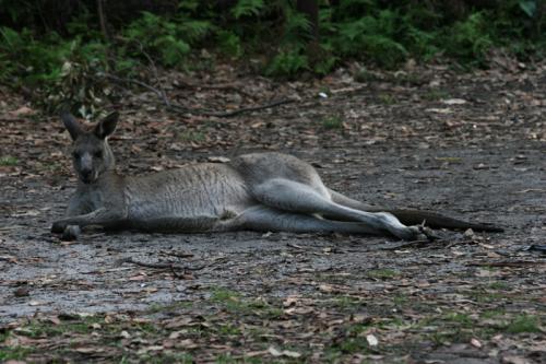 1st kangeroo!!