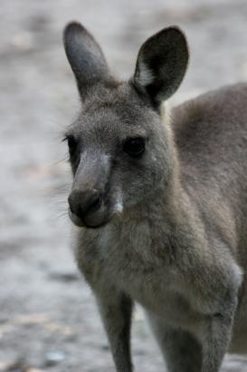 skippy