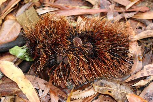 weird spikey thing