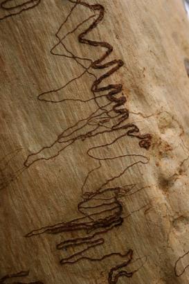 scribbly gums