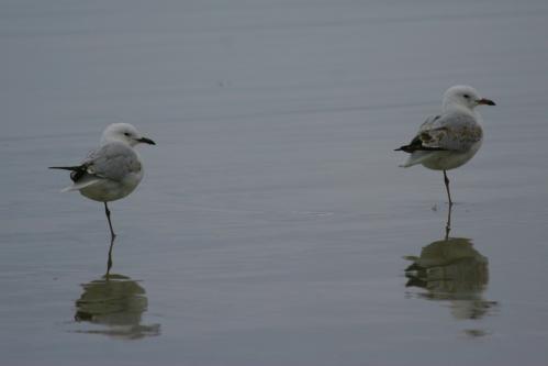one legged duo