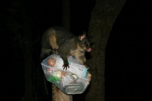 cheeky possum!!