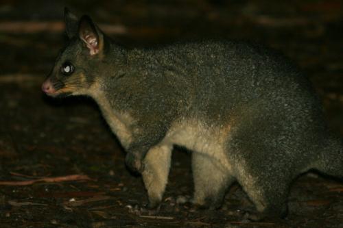 little cutie possum