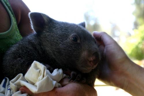 baby wombat
