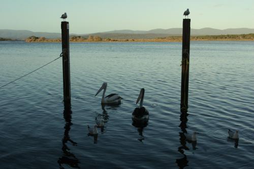 pelicans and seagulls