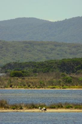 across the estuary