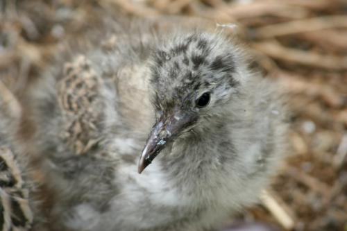 cute baby seagull