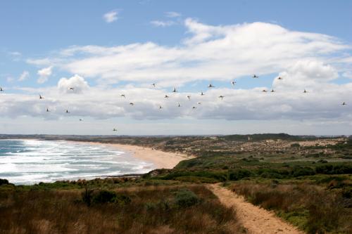 Cape Woolamai cliff walk