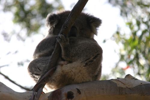 Bimbi Park koala