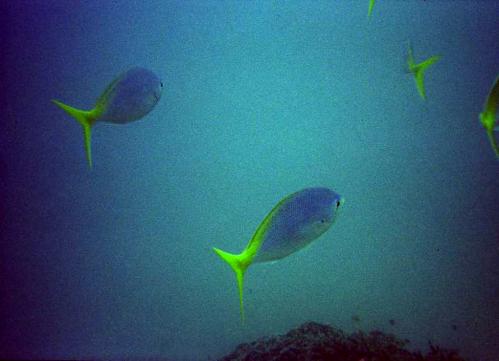 blue and yellow fish