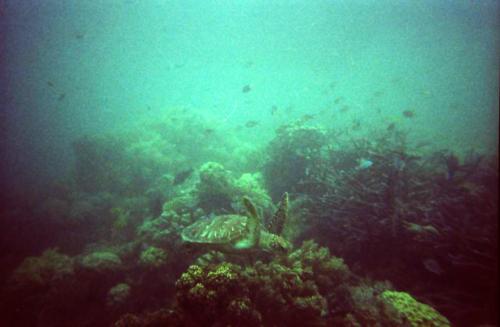 a turtle