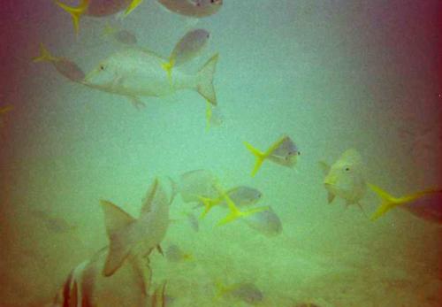 yet more fish