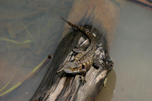 a lizard