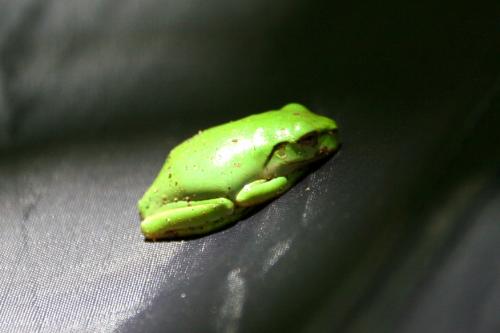 baby frog
