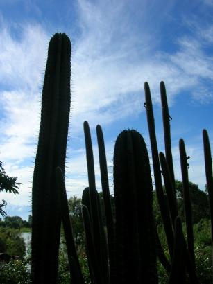 big cacti