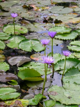 lilly pond