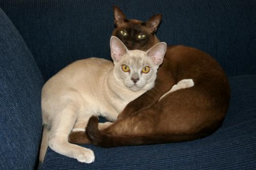 Jason and Chantay's cats