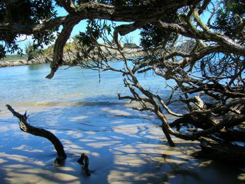 mangrove beach
