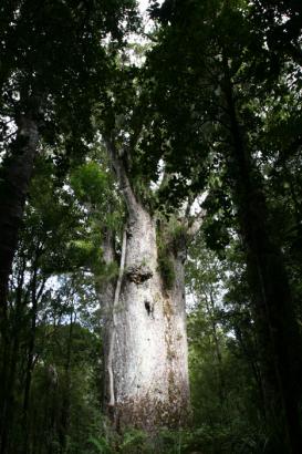 biggest Kauri tree
