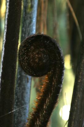 Maori symbol for life
