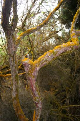 strange effect on trees