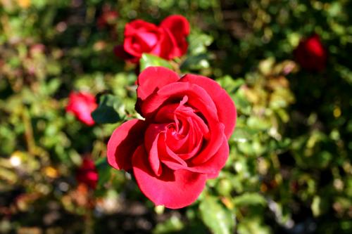close up of rose garden