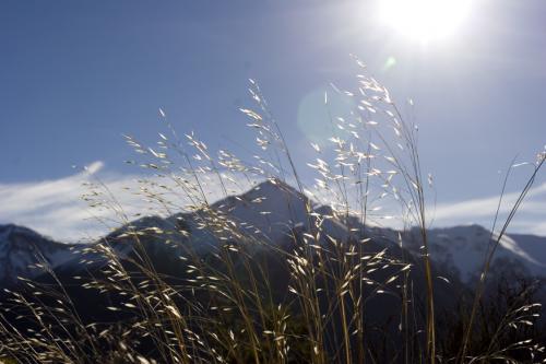 sunshine grasses
