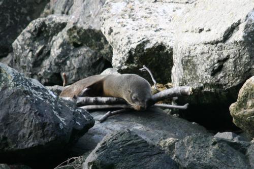 sleepy seal