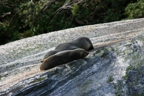 more sleepy seals