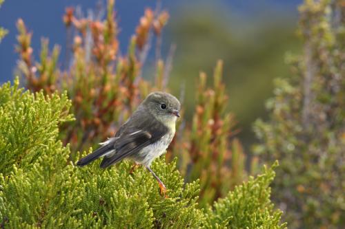 Rob's bird shot