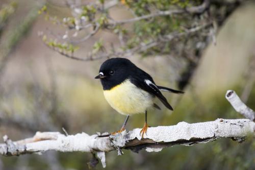 Hel's bird shot