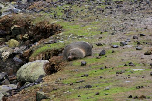 sleeping seal