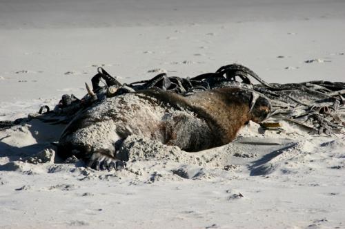 sealion and seaweed